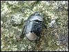 Forgetmenot Shieldbug