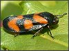 Froghopper