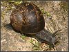 Garden Snail