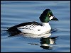 Goldeneye Duck