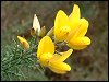 Gorse