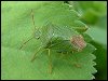 Green Shieldbug