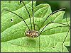 Harvestmen