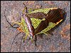 Hawthorn Shieldbug
