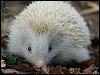 Hedgehog