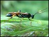 Ichneumon