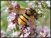 Inane Hoverfly