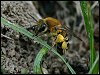 Ivy Mining Bee