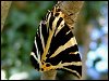 Jersey Tiger