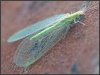 lacewing