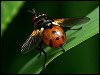 Ladybird Fly