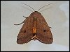 Yellow Underwing