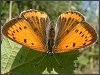 Large Copper Butterfly