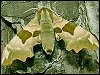 Lime Hawk-moth