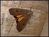 Lunar Yellow Underwing