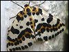 Magpie Moth