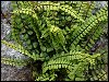 Maidenhair Spleenwort Fern