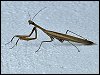 Praying Mantis