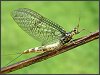 Mayfly