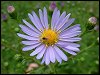 Michaelmas Daisies