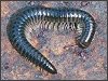 Millipede