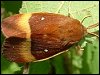 Oak Eggar