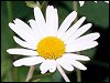 Ox-eye Daisy