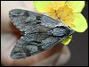 Pine Hawkmoth