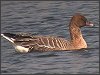 Pink-footed Goose