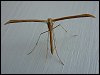 Plume Moth