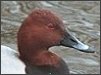 Pochard