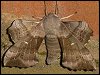 Poplar Hawk-moth