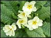 Primrose