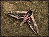 Privet Hawk-moth