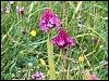 Pyramidal Orchid