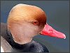 Red-crested Pochard