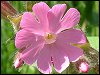 Red Campion