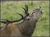 Red Deer