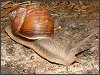 Roman Snail