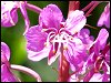 Rosebay Willowherb