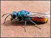 Ruby-tailed Wasp