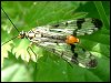 Scorpion Fly