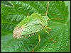 Shield Bug