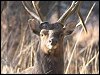 Sika Deer