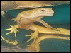 Smooth Newt