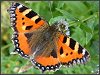 Small Tortoiseshell