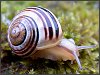 Banded Snail