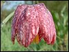 Snake's Head Fritillary