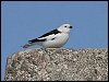 Snow Bunting