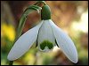 Snowdrops